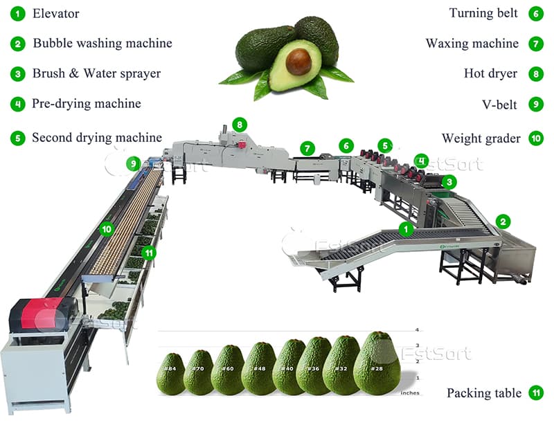 images/1740640337841avocado processing machine.jpg